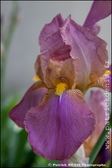 Iris IMG_9861 Photo Patrick_DENIS