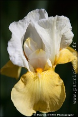 Iris IMG_9852 Photo Patrick_DENIS