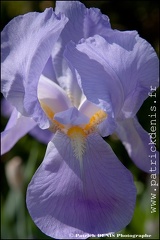 Iris IMG_9495 Photo Patrick_DENIS