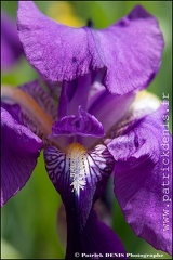 Iris IMG_9382 Photo Patrick_DENIS