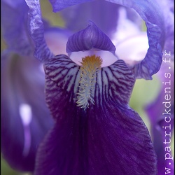 Iris