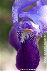 Iris IMG_9050 Photo Patrick_DENIS