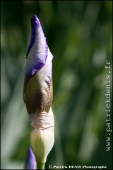 Iris IMG_0411 Photo Patrick_DENIS