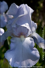 Iris IMG_0410 Photo Patrick_DENIS