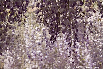 Glycine - Lagnes IMG_9088 Photo Patrick_DENIS