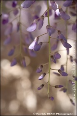 Glycine - Lagnes IMG_9085 Photo Patrick_DENIS