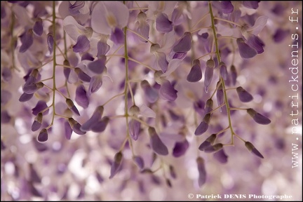 Glycine - Lagnes IMG_9083 Photo Patrick_DENIS