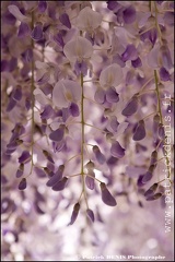 Glycine - Lagnes IMG_9081 Photo Patrick_DENIS