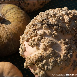 Fete de la courge 2020 - Petit Palais