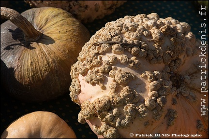 Fete courge - Petit palais IMG 2618 Photo Patrick DENIS