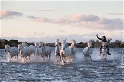 Chevaux Camargue IMG 4191 Photo Patrick DENIS