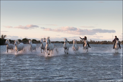 Chevaux Camargue IMG 4195 Photo Patrick DENIS