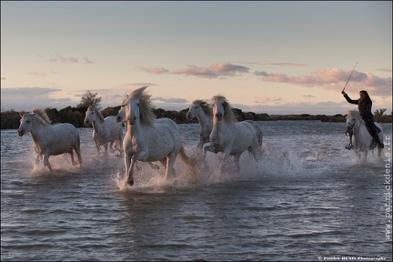 Chevaux Camargue IMG 4197 Photo Patrick DENIS