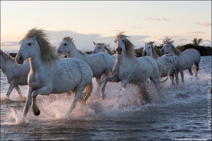 Chevaux Camargue IMG 4198 Photo Patrick DENIS