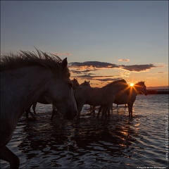 Chevaux Camargue IMG 2937 Photo Patrick DENIS