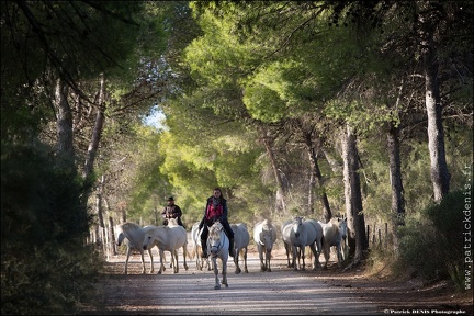 Chevaux Camargue IMG 3880 Photo Patrick DENIS