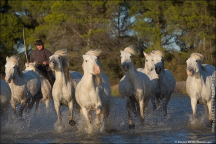 Chevaux Camargue IMG 4075 Photo Patrick DENIS