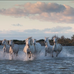 Chevaux de camargue @ Aigues Mortes | 11.10.2020