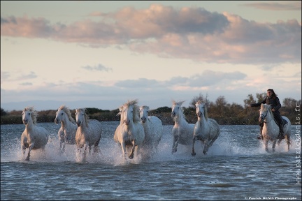 Chevaux Camargue IMG 4186 Photo Patrick DENIS