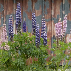 Fleurs @ le Praz de Lys | 06.2023