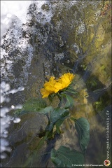 Marché flottant IMG 1600 Photo Patrick DENIS
