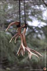 Faune - Cie Libertivore IMG 5321 Photo Patrick DENIS